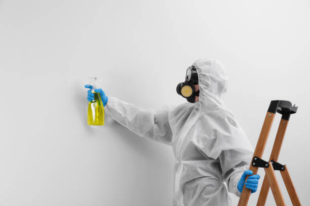 Mold Odor Removal Services in San Francisco, CA