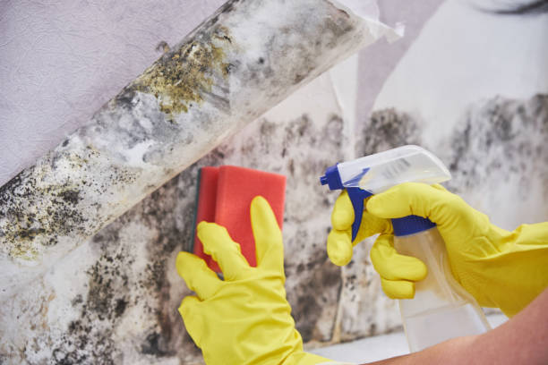 Best Mold Remediation for Healthcare Facilities  in San Francisco, CA